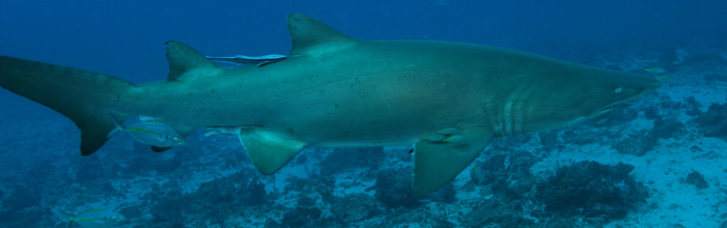 4f17e218-c31f-4191-873f-d38159970958