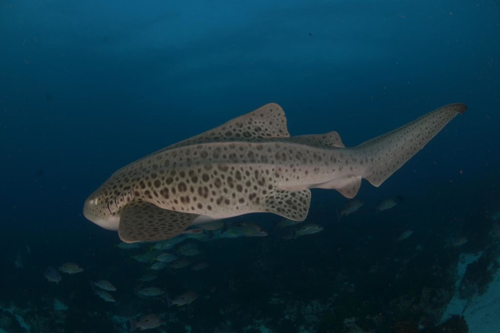 daa2f75d-a2ad-4674-a9ea-eba145743759