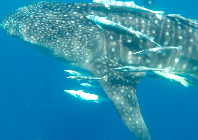 f1074f6e-e59e-4362-b6ef-7a829e68a9e7