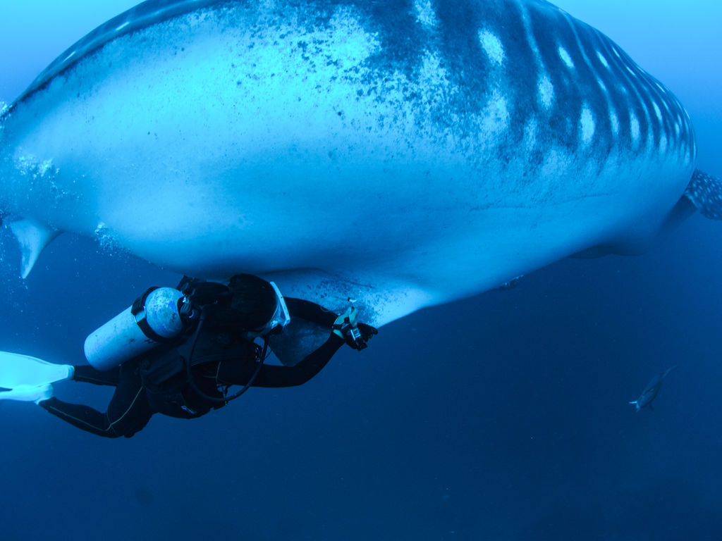 85bdc721-ac8c-4892-a163-b467984616a7