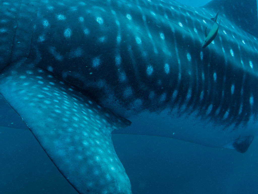 85bdc721-ac8c-4892-a163-b467984616a7