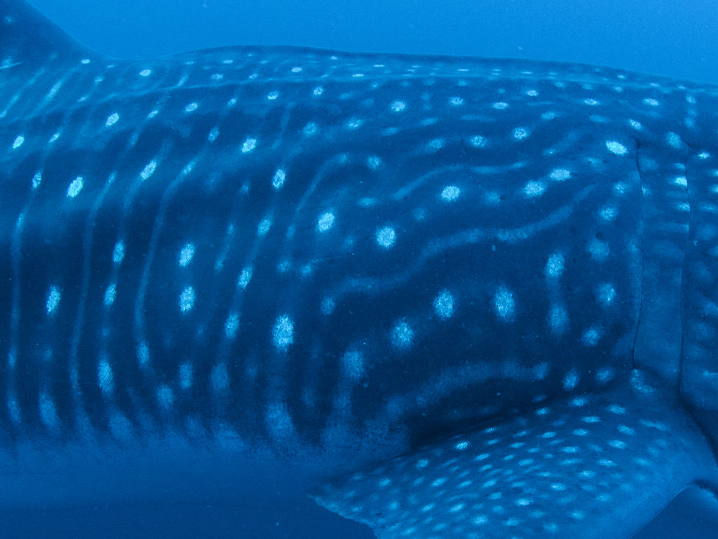 85bdc721-ac8c-4892-a163-b467984616a7