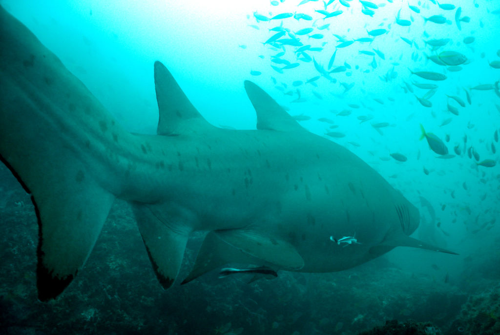 181875bf-9ee4-4bbe-8acf-8e469fb1e662