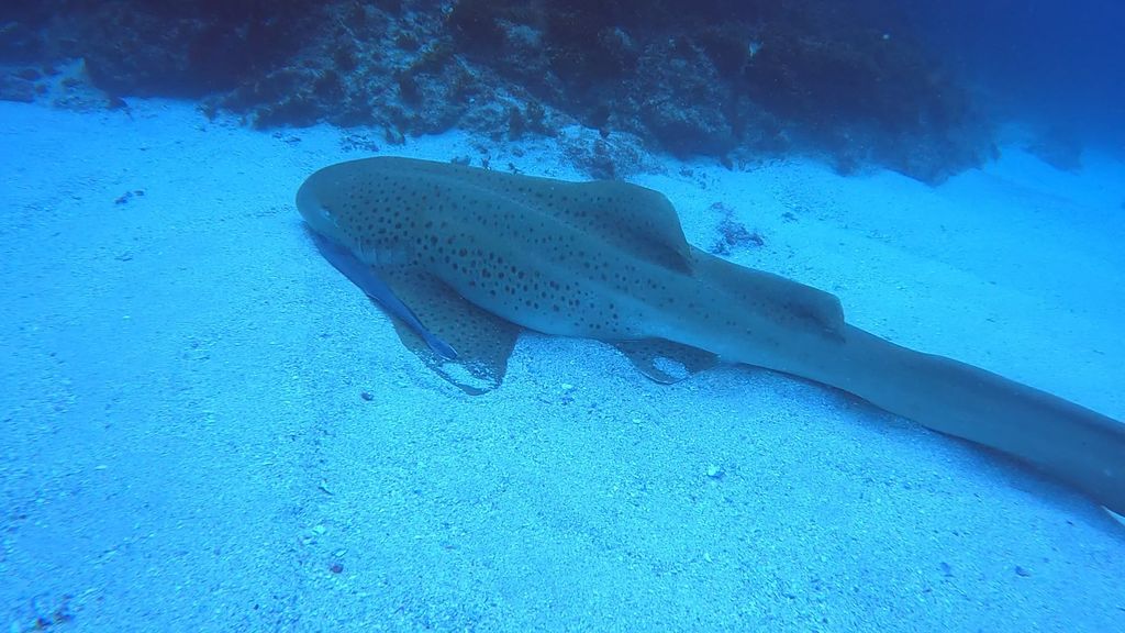 0d1bdc40-0636-42d7-9083-7dbee081271f