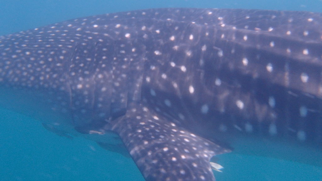 8491dca2-c1f8-4eee-bfc7-c602f24c3130