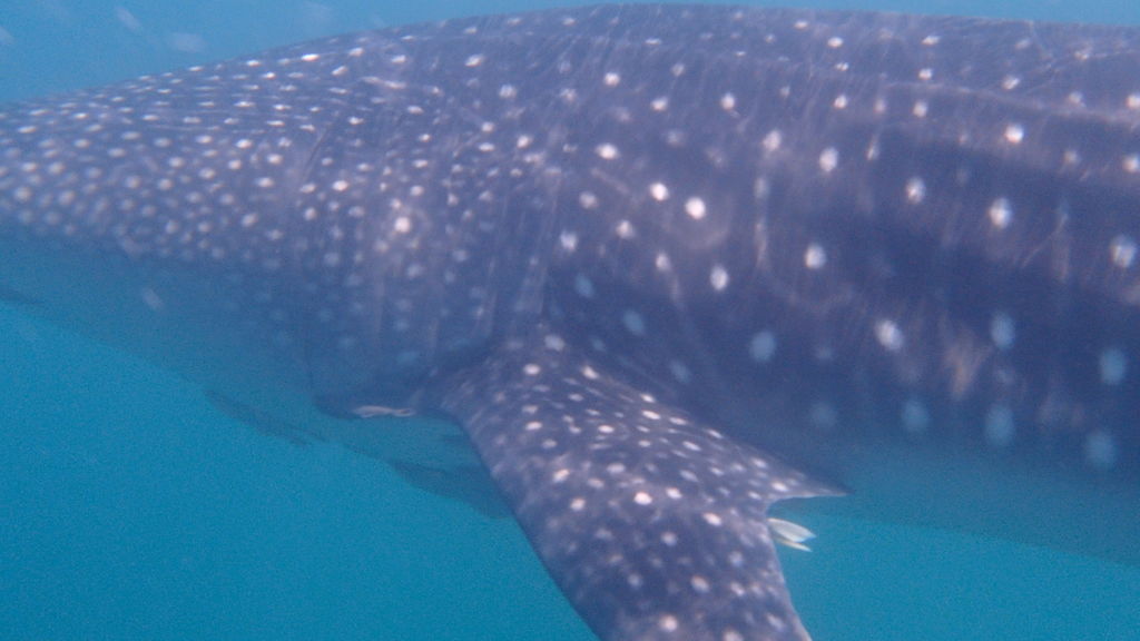 8491dca2-c1f8-4eee-bfc7-c602f24c3130