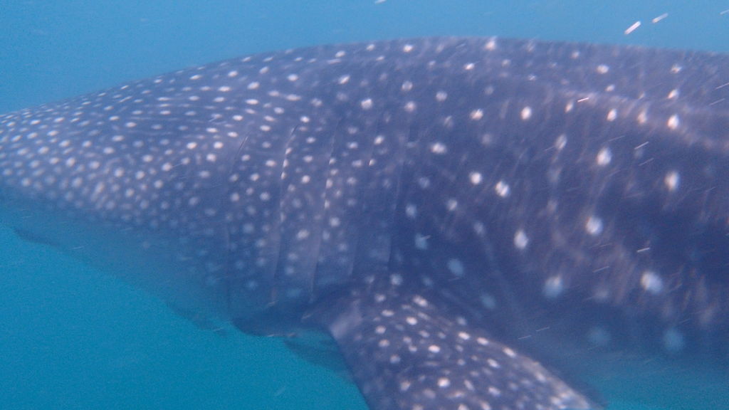 8491dca2-c1f8-4eee-bfc7-c602f24c3130