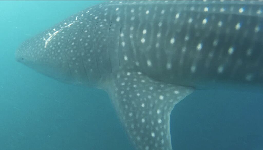 19591ea3-d2ed-42b5-9f14-cd35de736167