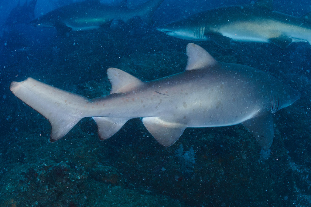 7b1c31bc-1947-495c-a029-74f0a69da0ef