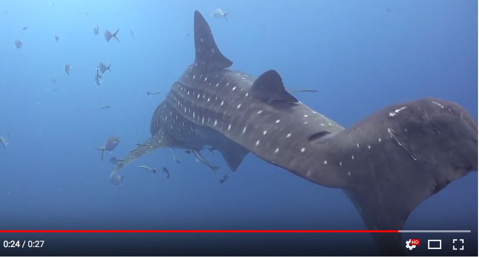 d1bd4bb2-6d9c-4a8d-b204-9e66a5c3bc9e