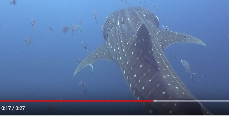 d1bd4bb2-6d9c-4a8d-b204-9e66a5c3bc9e