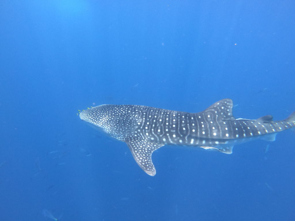 30bc9025-e403-4efa-8586-3349545284a9