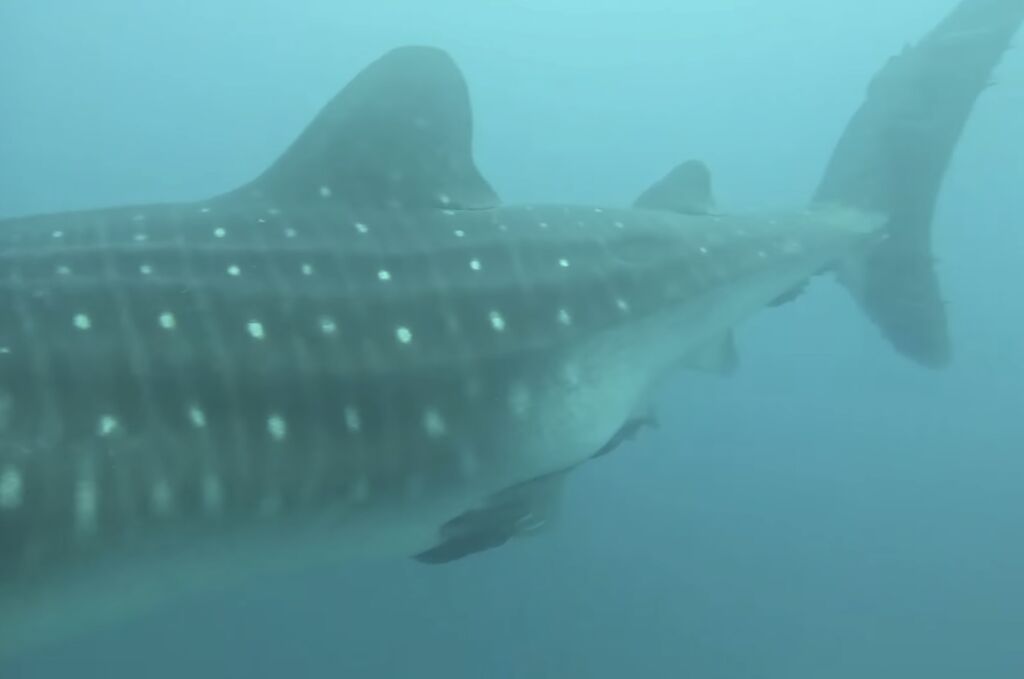 591656fb-2846-4c61-9d7a-75ecbc6de45d