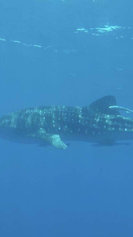 a8f931d8-268b-49c5-8526-d272f5ccb994