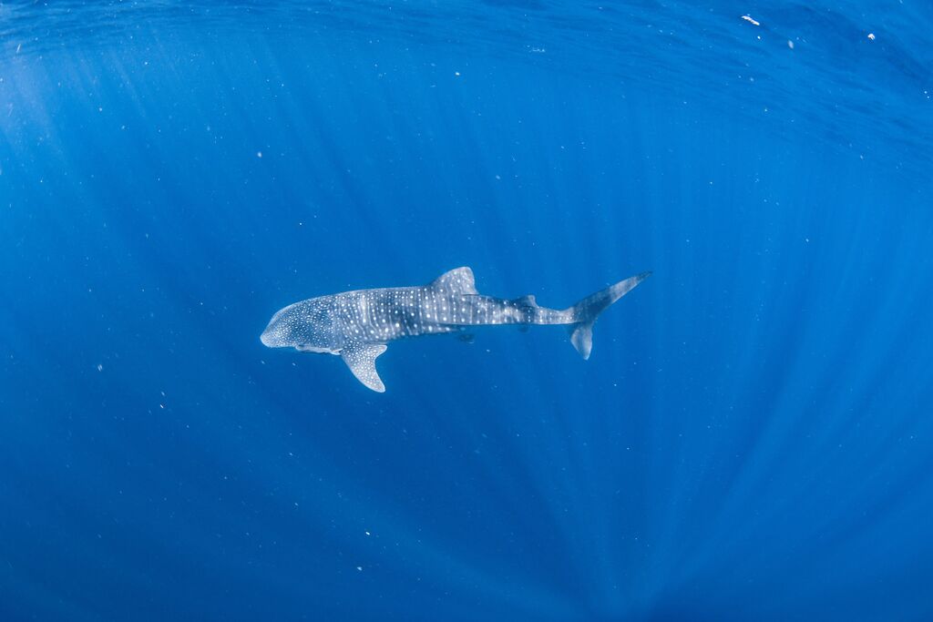 1c1d9a0d-4cbb-4788-b6ef-bfd65fd6f203