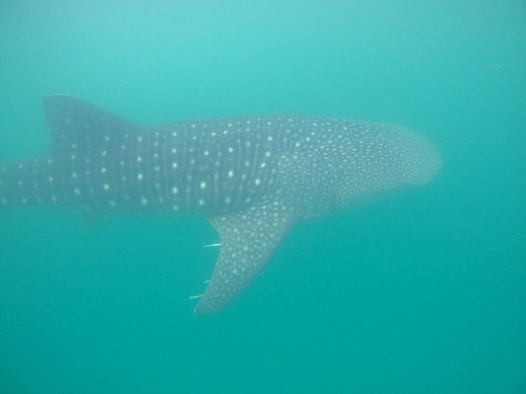 76615c59-3f7e-4f9e-b851-a414ff3e3f74