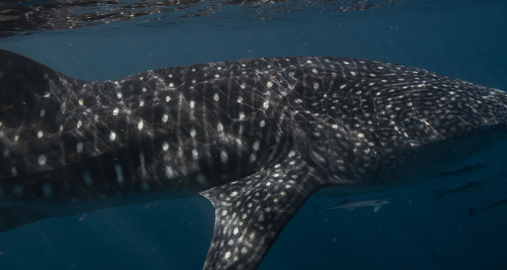 c84a64e4-5385-4792-9677-3225f9fe5eca