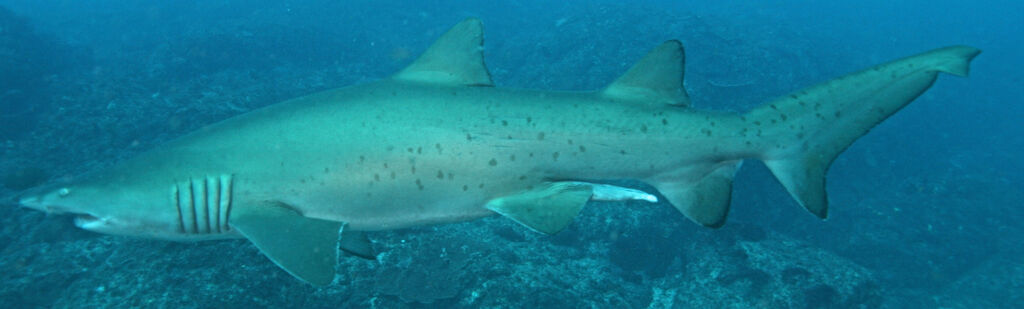 9cc99d48-94b3-4a2b-9dcf-ccda76fc338a