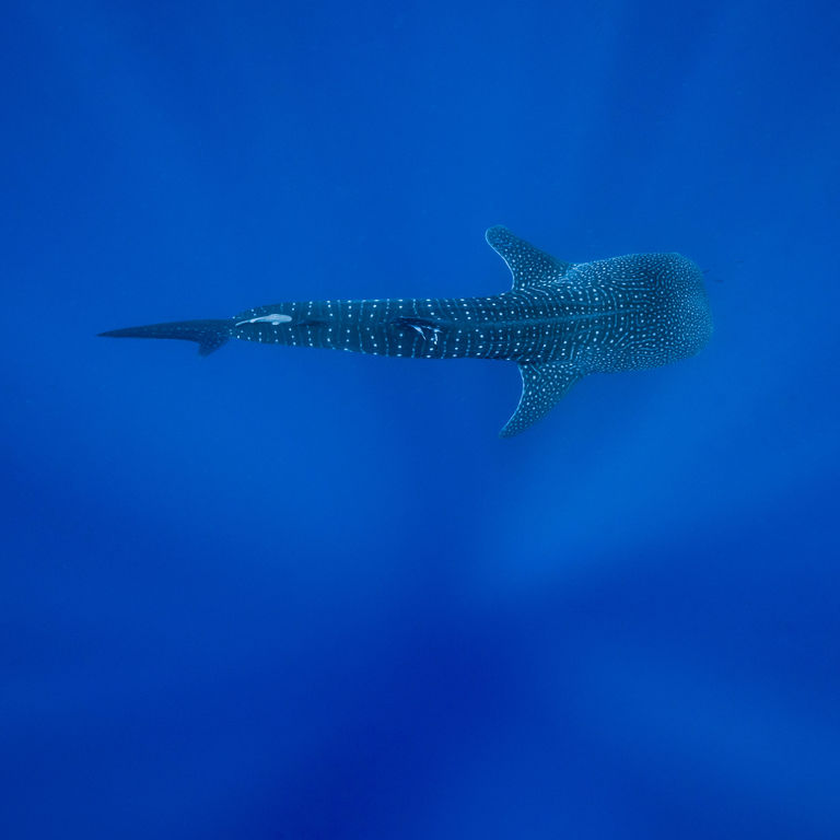 50e55766-d47e-463d-82e5-b137a047edf6