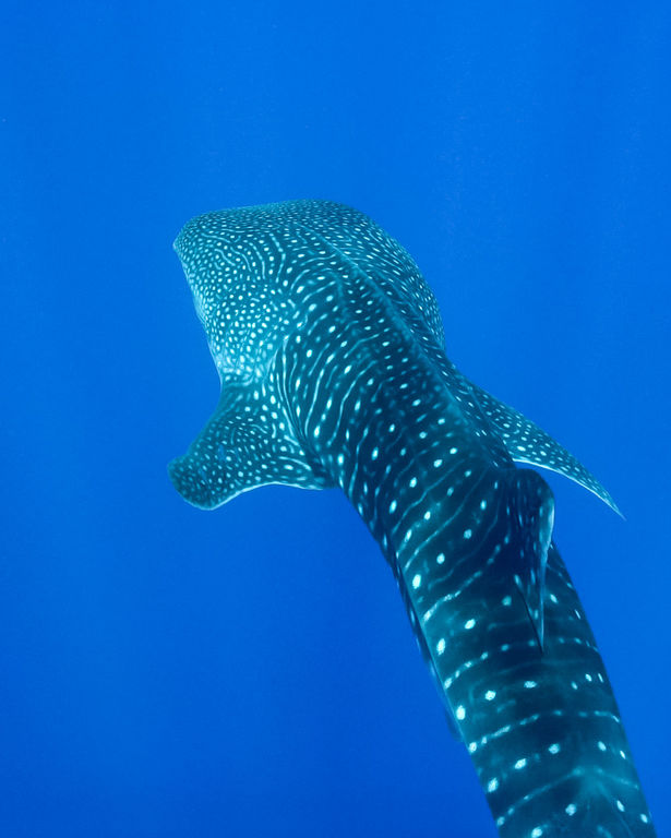 50e55766-d47e-463d-82e5-b137a047edf6