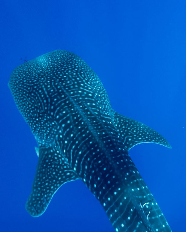 50e55766-d47e-463d-82e5-b137a047edf6