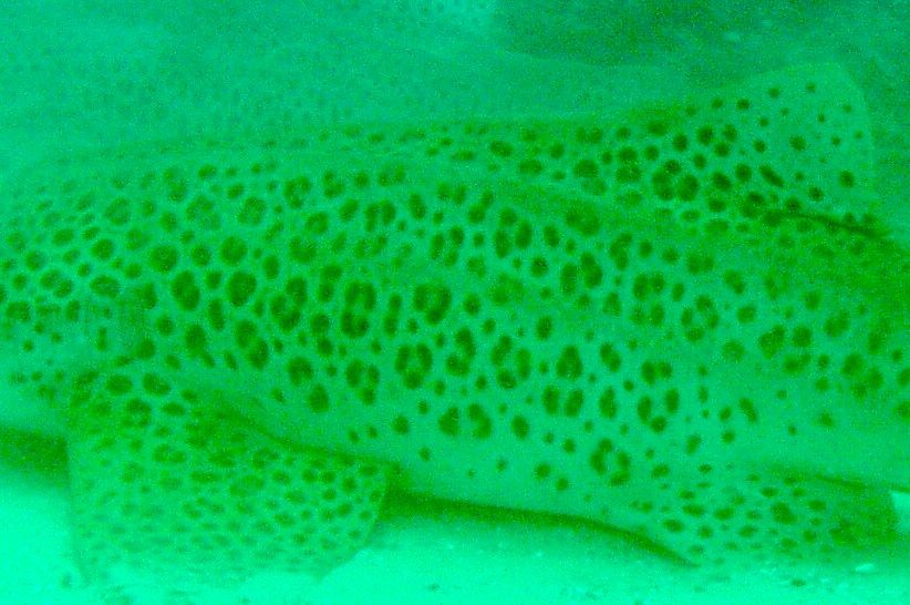 9dec8eb5-e095-4bf3-8ede-78ec1ed58367