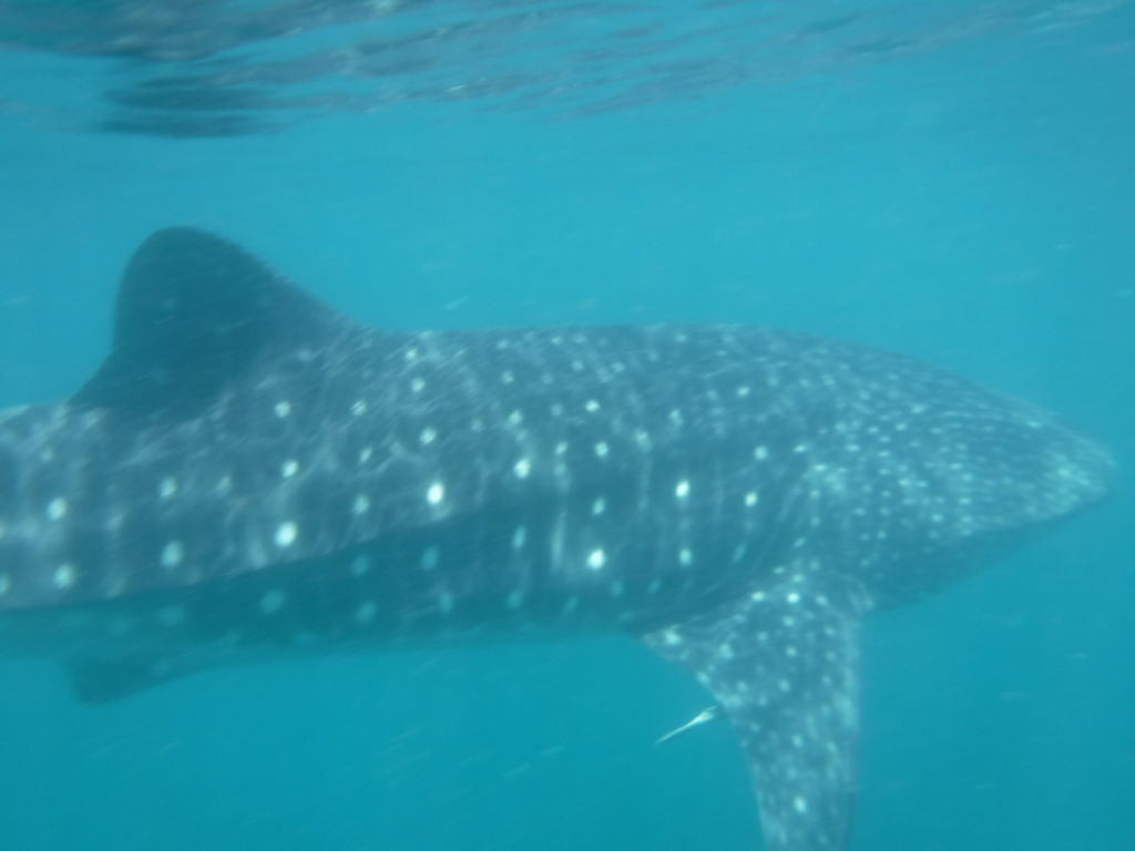 e0d32e37-e81b-4f16-ad0a-2f3a40780321