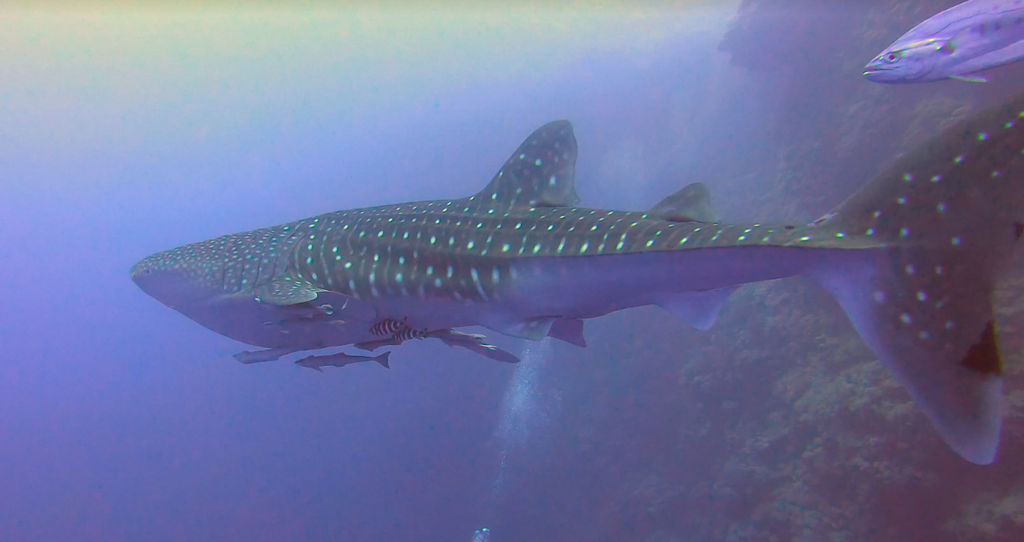 b55bf720-1f43-495e-aa86-aade88ea3481