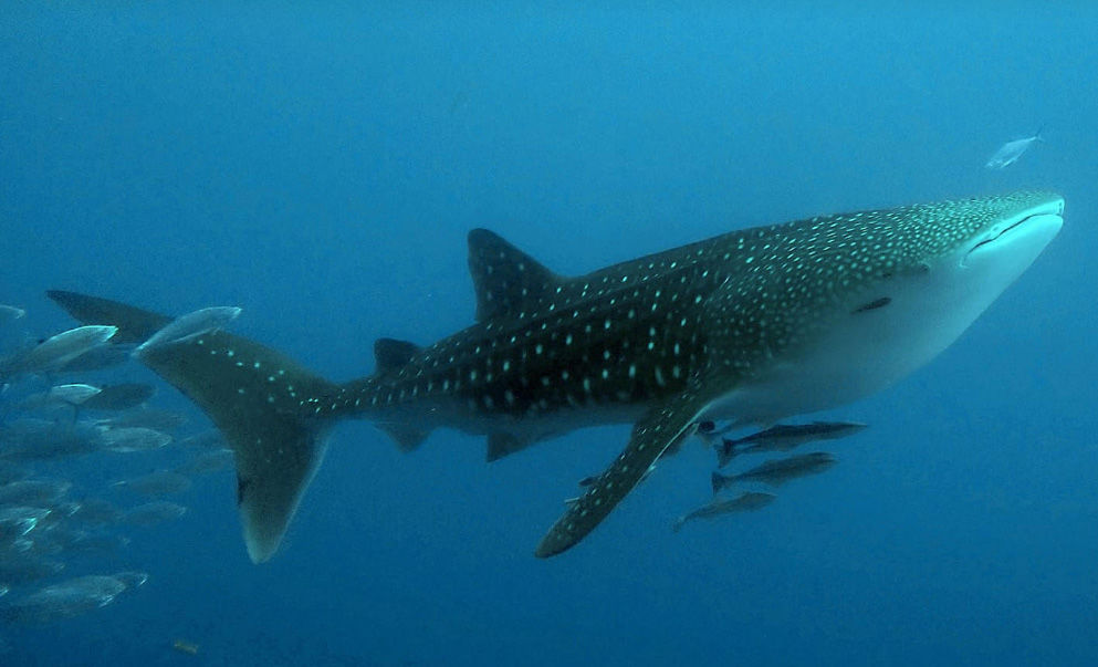 b55bf720-1f43-495e-aa86-aade88ea3481