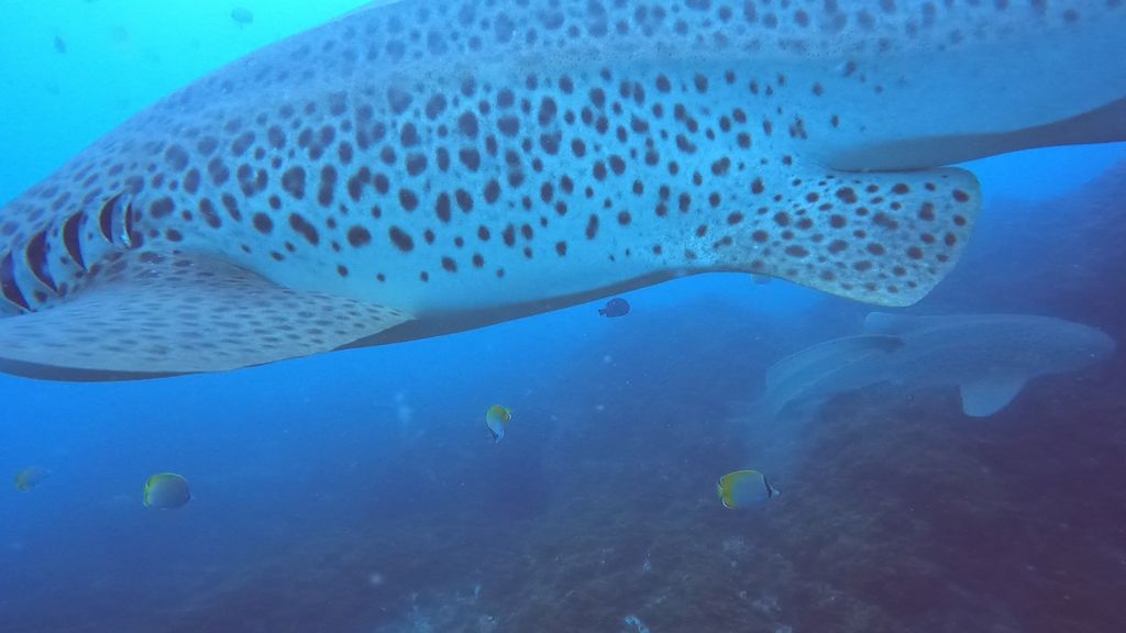 0f16f8d8-f6ad-462c-a672-727744828b43