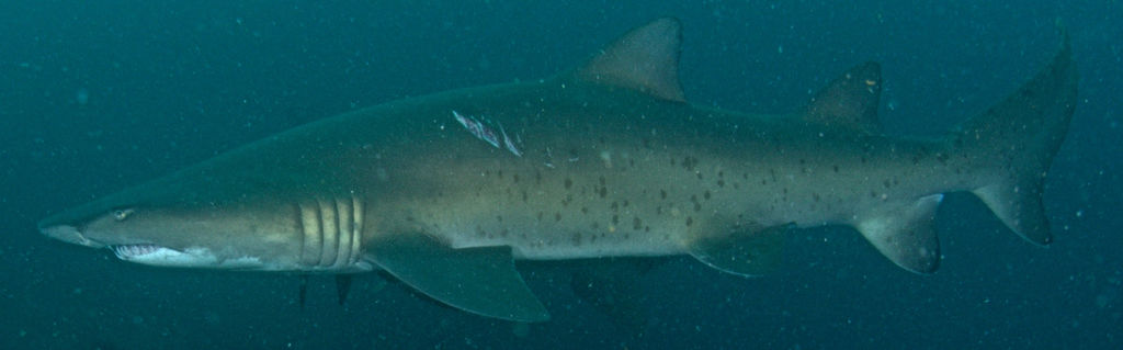 a8147f83-6c2f-452a-8c0e-e5c55d3227eb