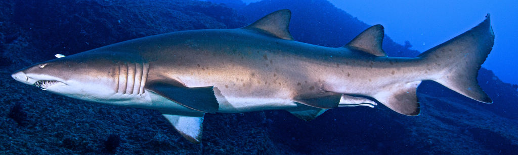 e082b8f3-2b54-497a-aaf9-874f0c4956e7