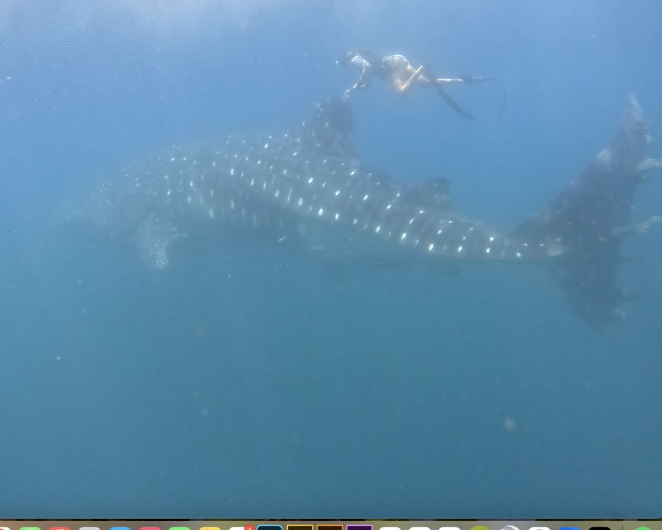 96fad101-4d4f-43cb-91f5-7ea889e5f419