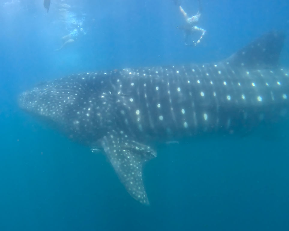 96fad101-4d4f-43cb-91f5-7ea889e5f419