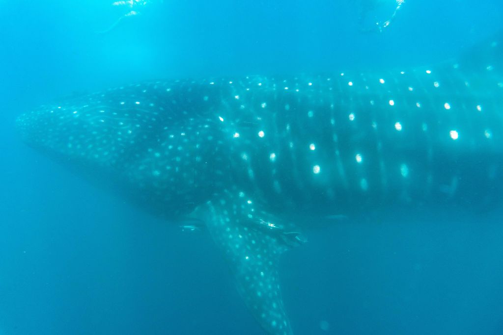 96fad101-4d4f-43cb-91f5-7ea889e5f419