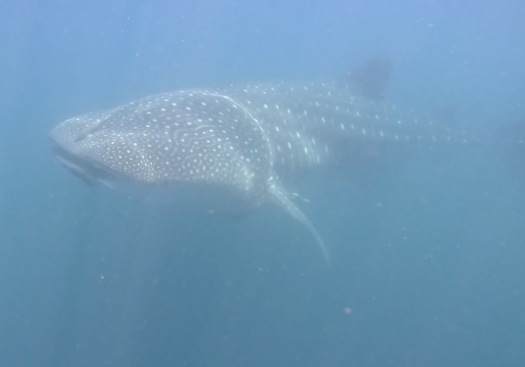 96fad101-4d4f-43cb-91f5-7ea889e5f419