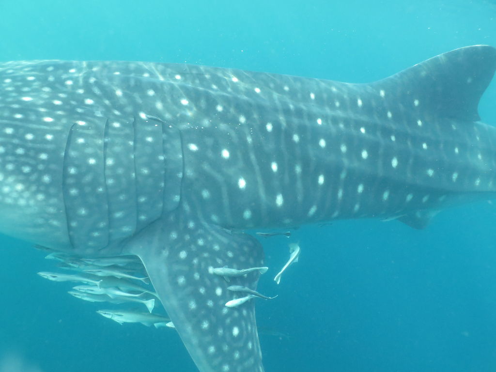 0a900d25-5cef-4d65-9ec9-3d8fce29bd4d