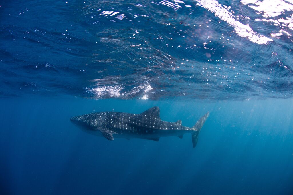 ec7ed83e-a8a7-4d8c-8e22-1a3952e9dc07