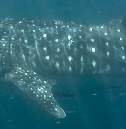 da225f15-0ff3-4080-993b-7ffc062487a5