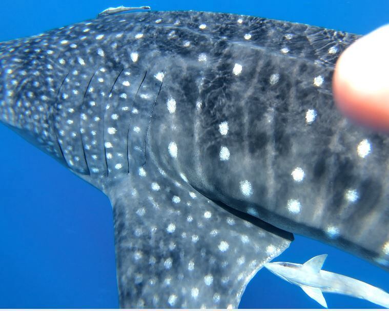 ff83d036-44cc-4b63-8bf3-f4d98d1ffef8