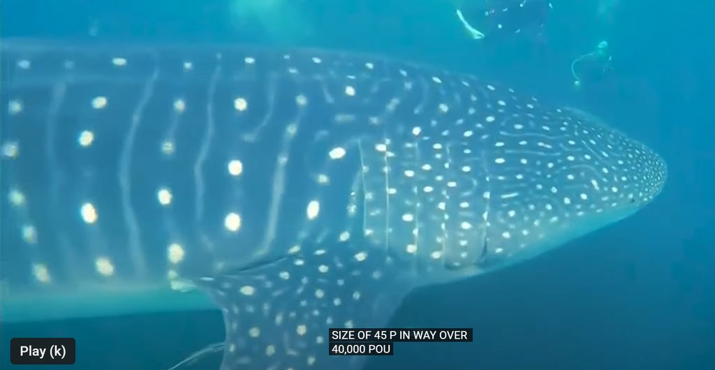 9e6ce0e7-7db1-4d56-902d-24f4125f16f7