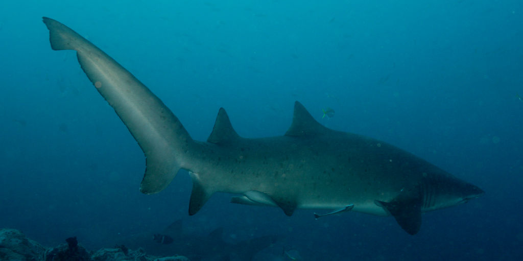 df1339c7-cdfa-49d1-b10e-080234d933c0