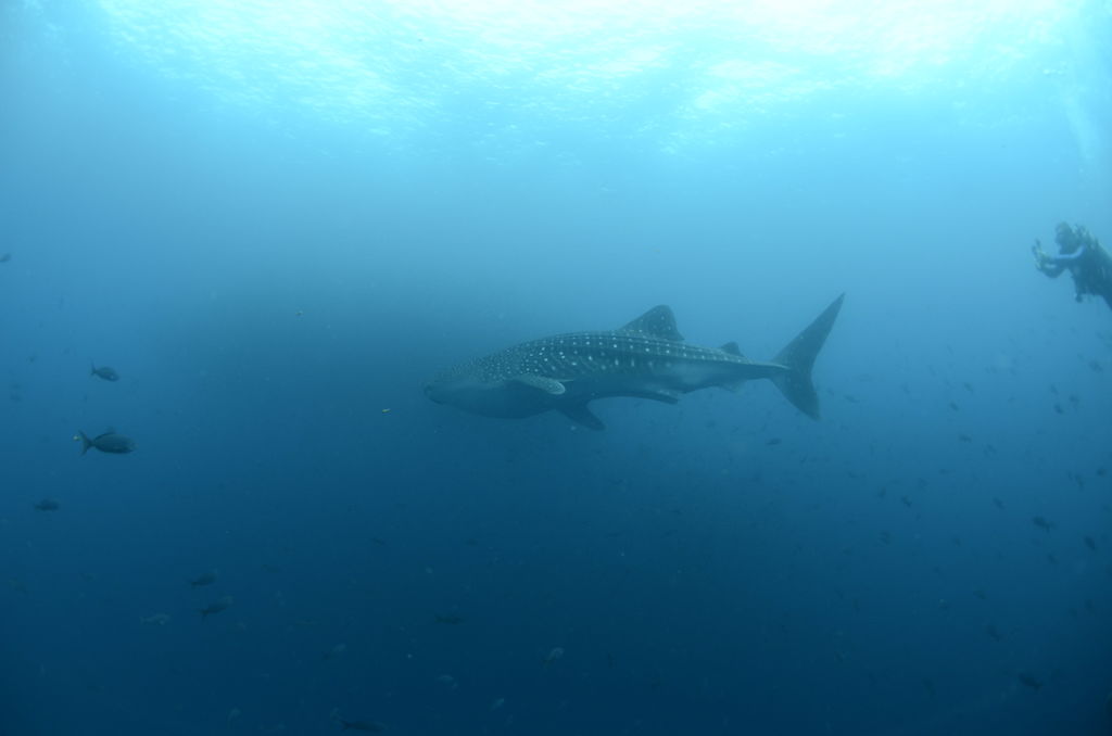 cefed319-c966-4dde-a26c-ef96f8966e6e