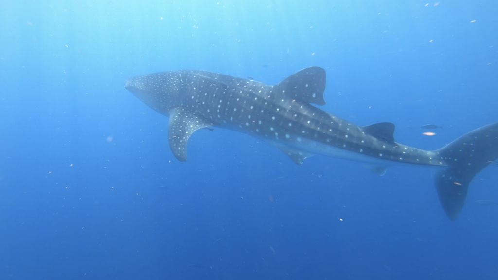 c6b6ab11-ea91-41af-ad70-1e7a46c395dc