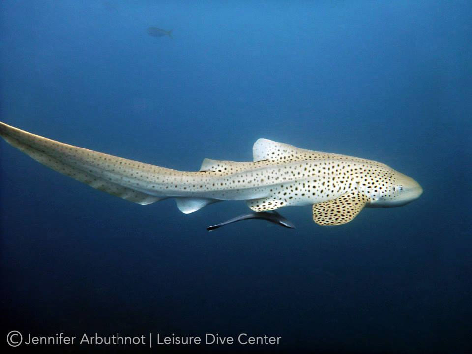 36d00e79-5f73-41d7-811d-5a31a5838484