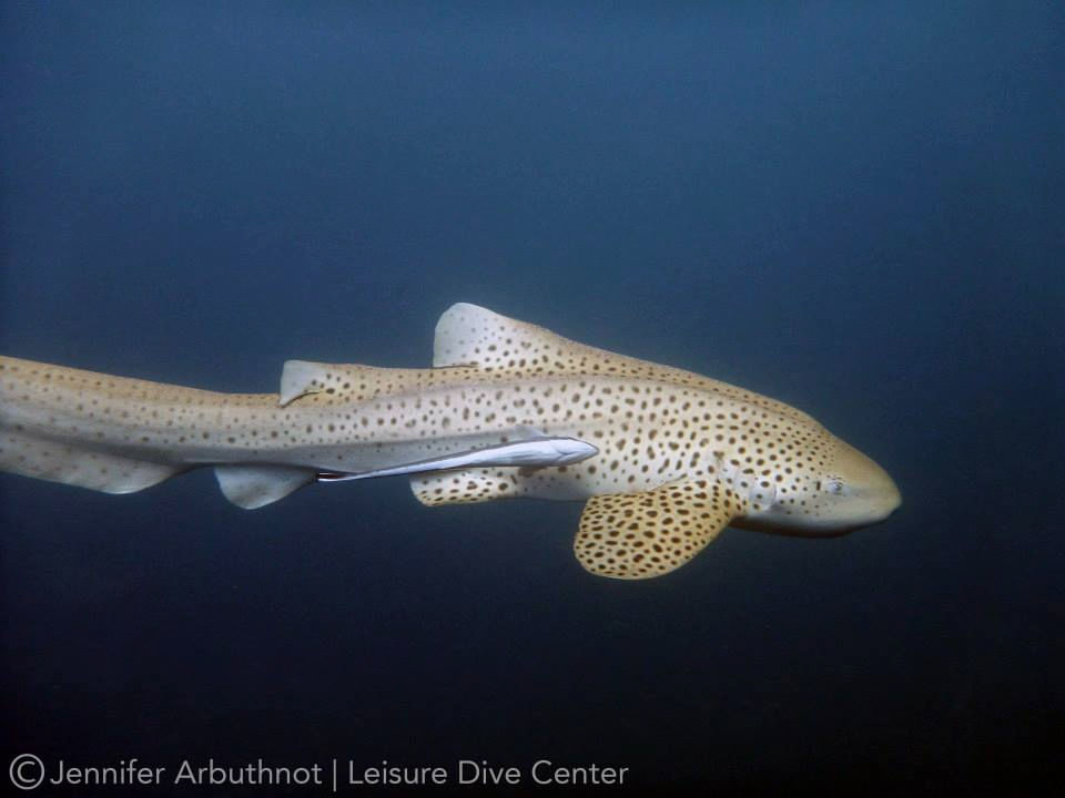 36d00e79-5f73-41d7-811d-5a31a5838484