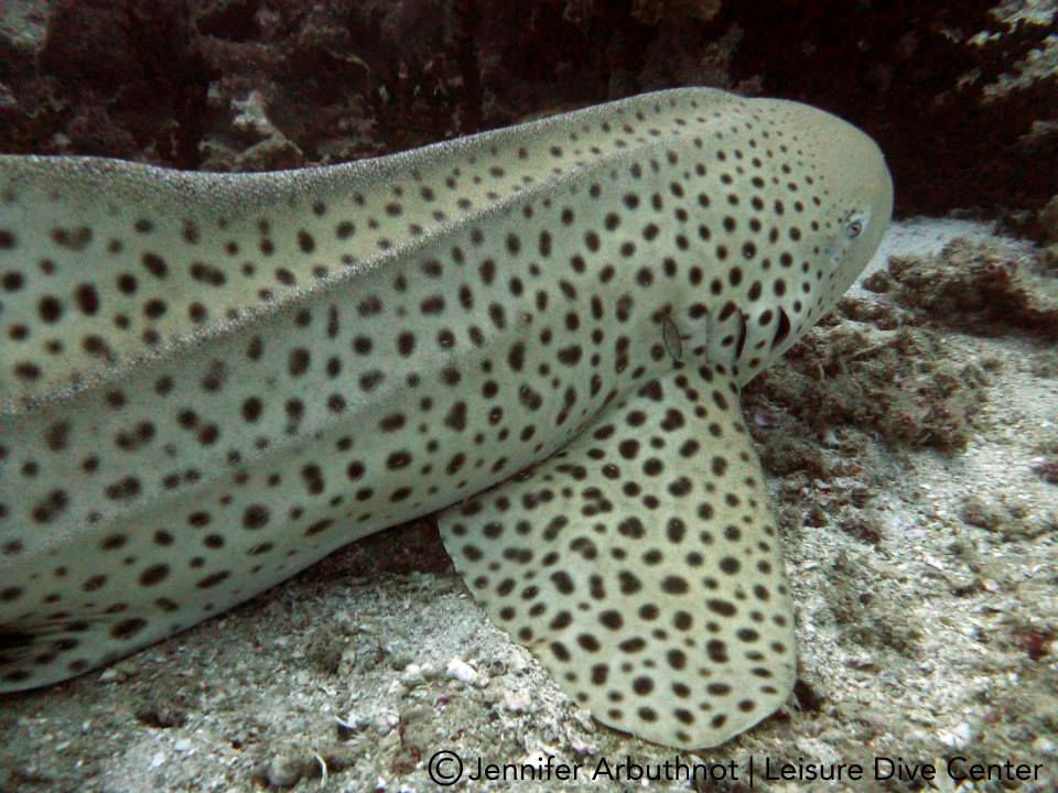 36d00e79-5f73-41d7-811d-5a31a5838484