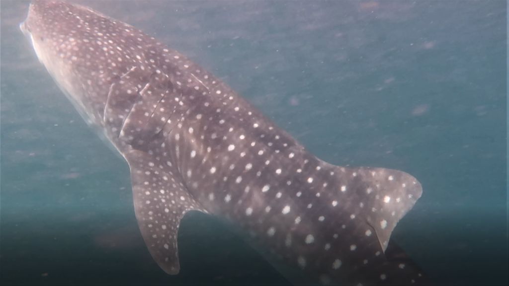 1f7596e4-d0d1-43fb-8c35-d10e7ec5a6ad