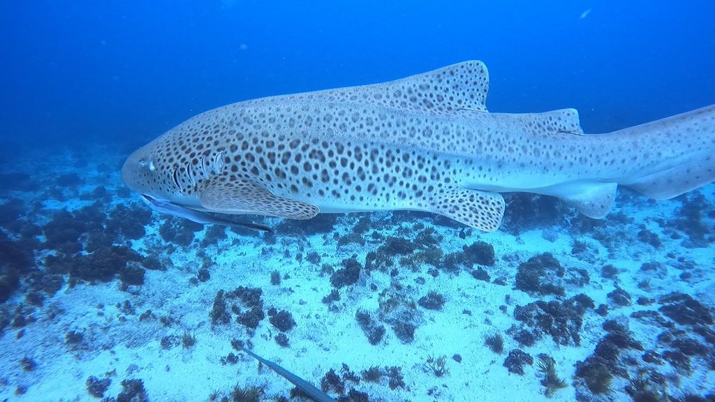 be5d2082-c728-4e30-8e64-87e3874650a6