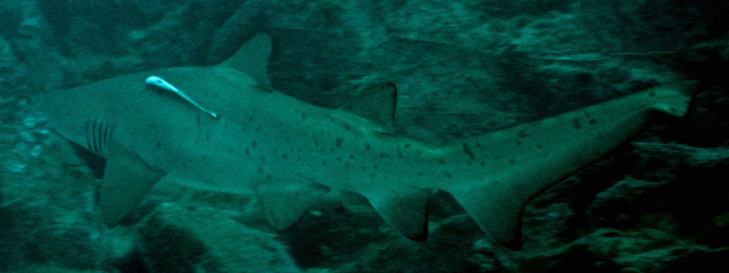 5289f6ae-3db5-4a4a-81c2-2797df46cc68